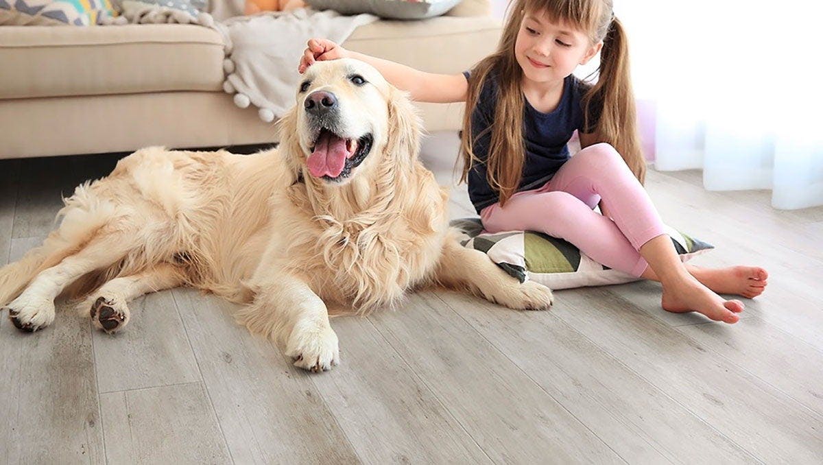 Young Girl Petting Labrador Retriever On Hardwood Floor 